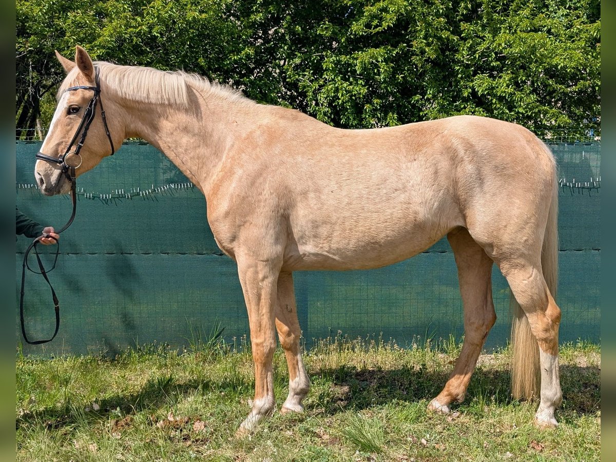 Caballo alemán Yegua 4 años 169 cm Palomino in Buchhain