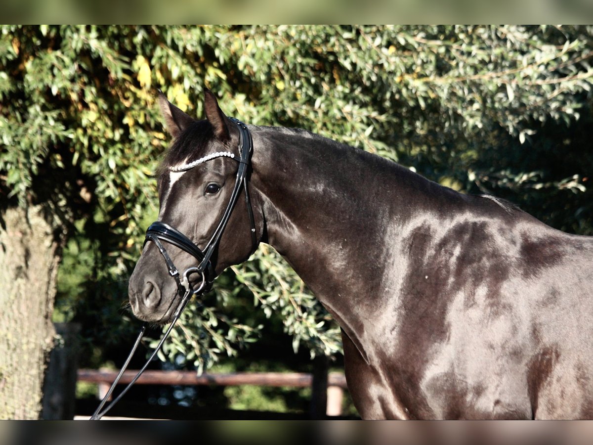 Caballo alemán Yegua 4 años 173 cm Negro in Warendorf