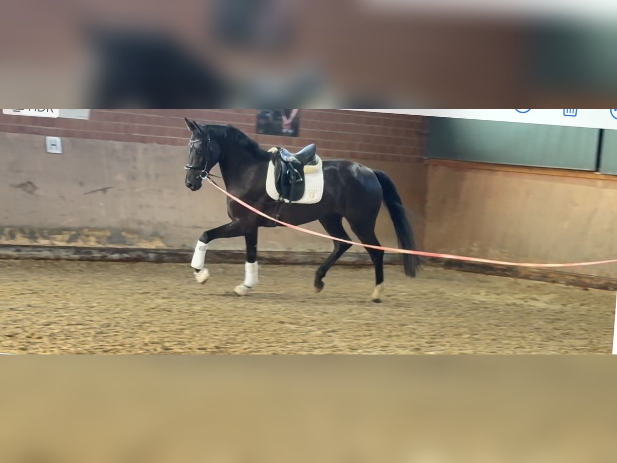 Caballo alemán Yegua 4 años Negro in Paderborn
