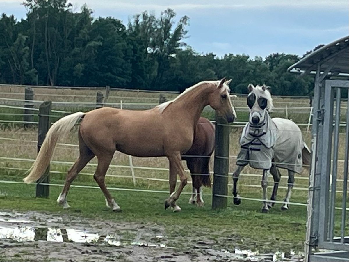 Caballo alemán Yegua 5 años 154 cm Palomino in Uetze