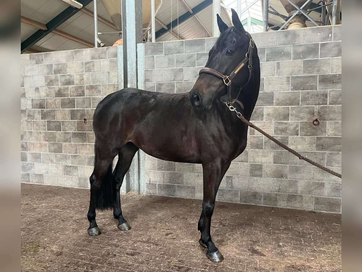 Caballo alemán Yegua 5 años 160 cm Negro in essingen