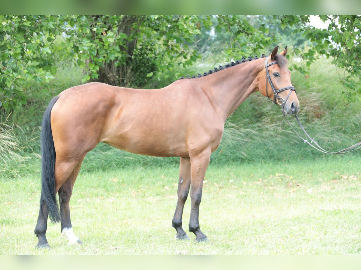 Caballo alemán Yegua 5 años 163 cm Castaño in Neuenrade