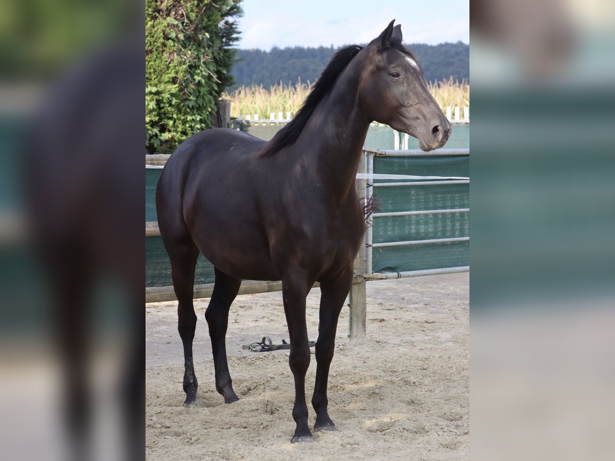 Caballo alemán Yegua 5 años 164 cm Negro in Nottuln