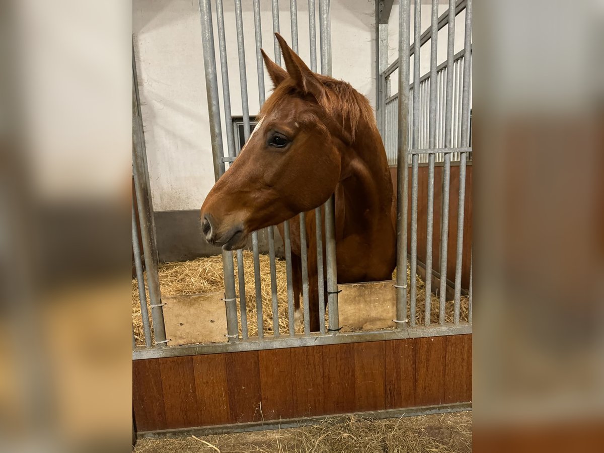 Caballo alemán Yegua 5 años 165 cm Alazán in Essingen