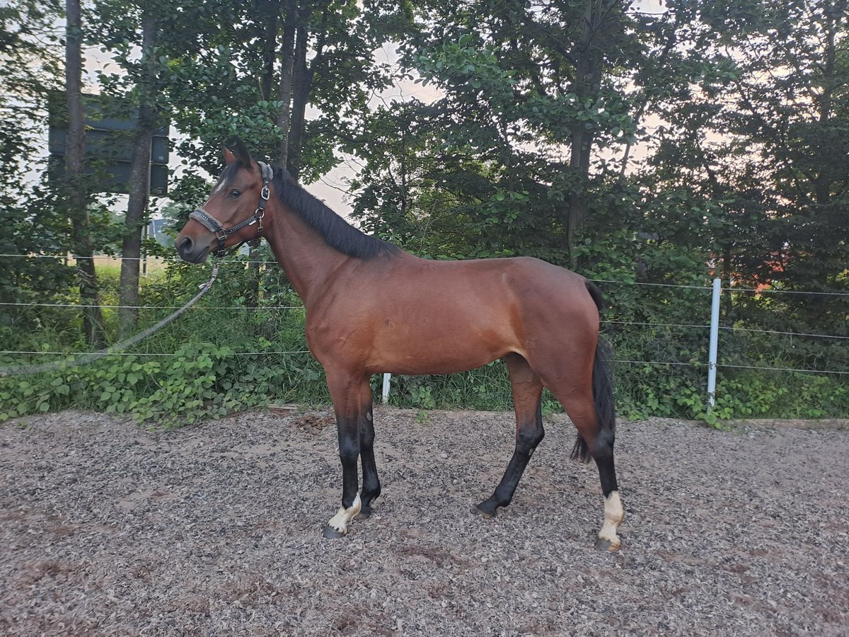 Caballo alemán Yegua 5 años 166 cm Castaño in Allersberg