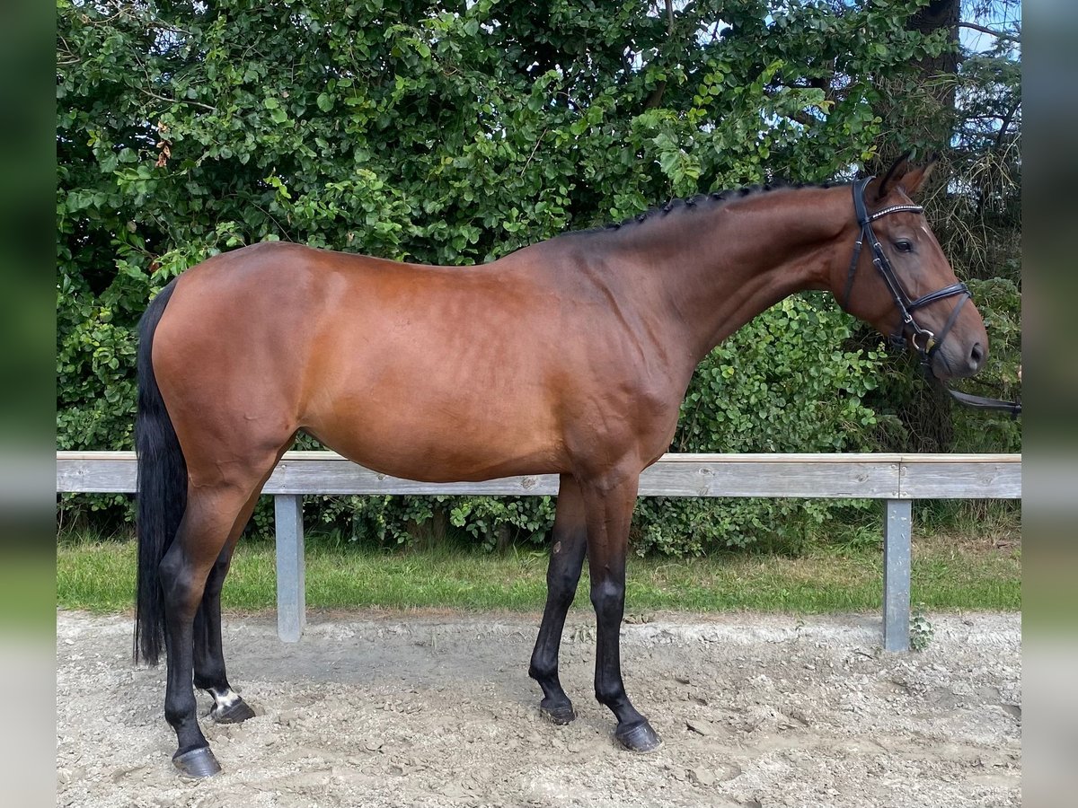 Caballo alemán Yegua 5 años 166 cm Castaño in Süderlügum