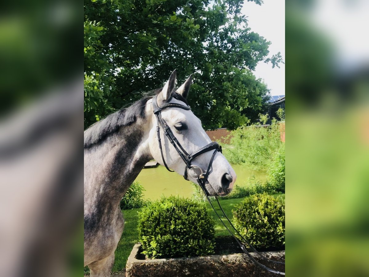 Caballo alemán Yegua 5 años 167 cm Tordo in Altenberge