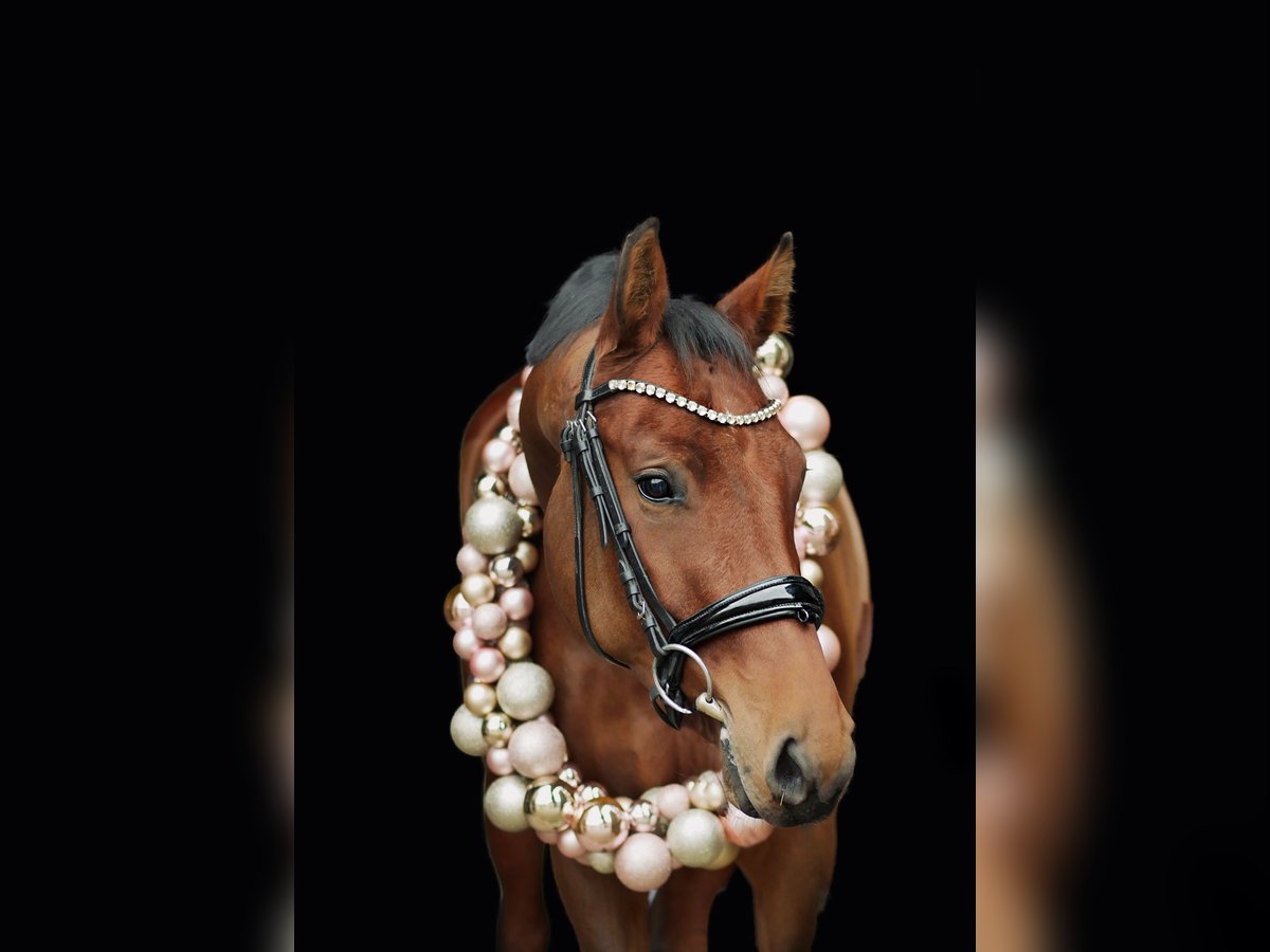 Caballo alemán Yegua 5 años 170 cm Castaño in Witten