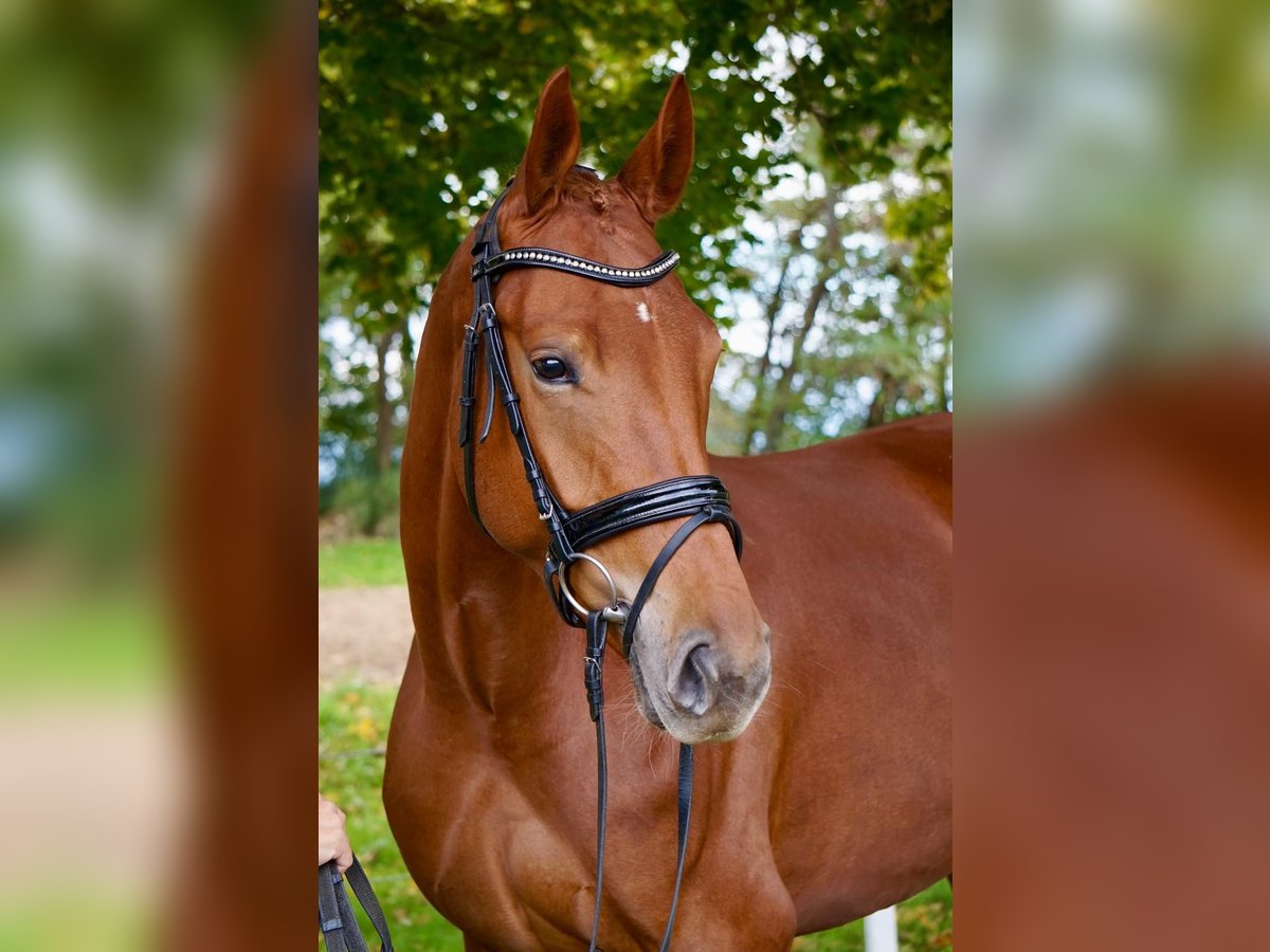 Caballo alemán Yegua 5 años 172 cm Alazán in Wanzleben-Börde