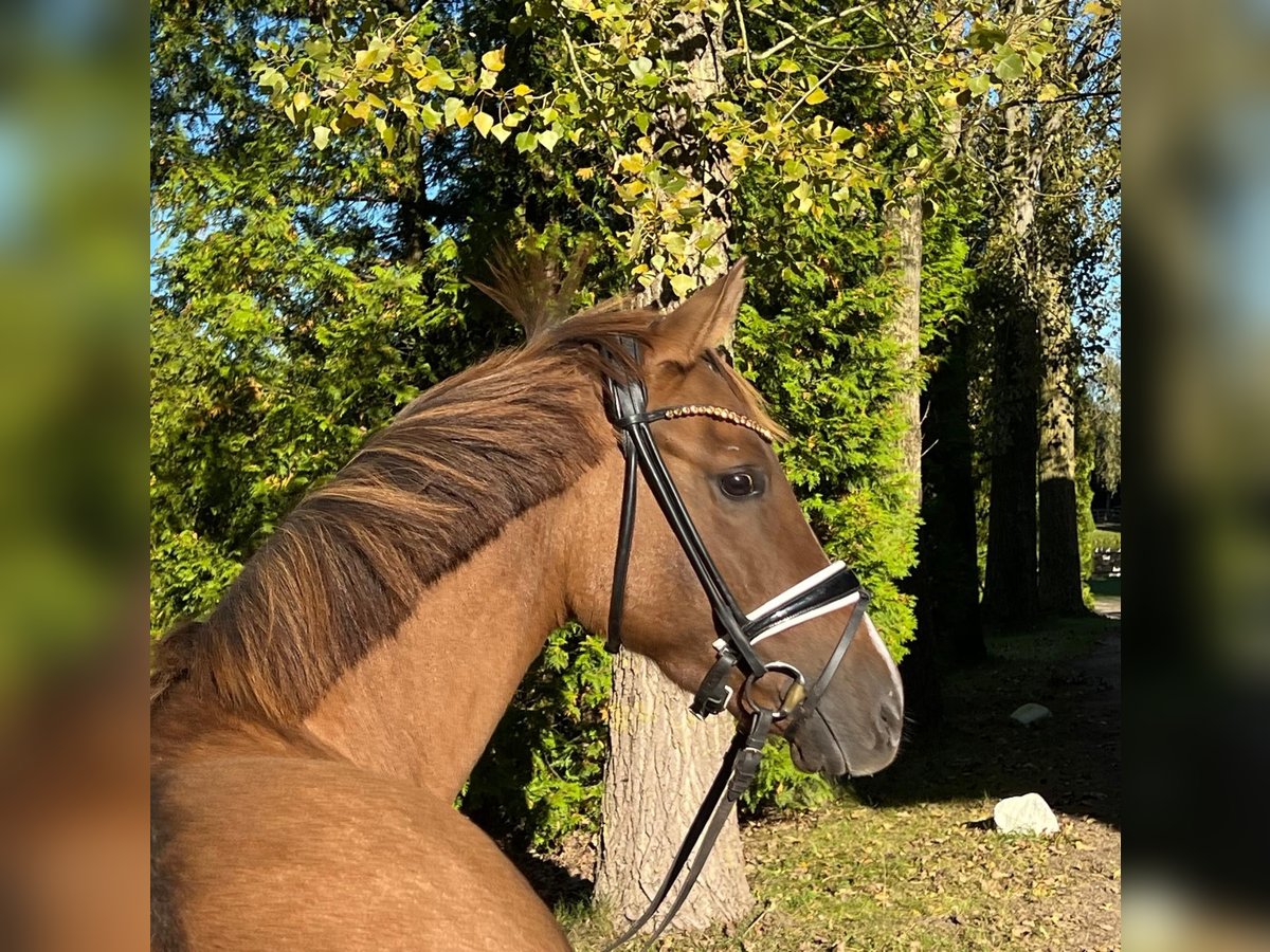 Caballo alemán Yegua 6 años 147 cm Alazán in Schönhorst