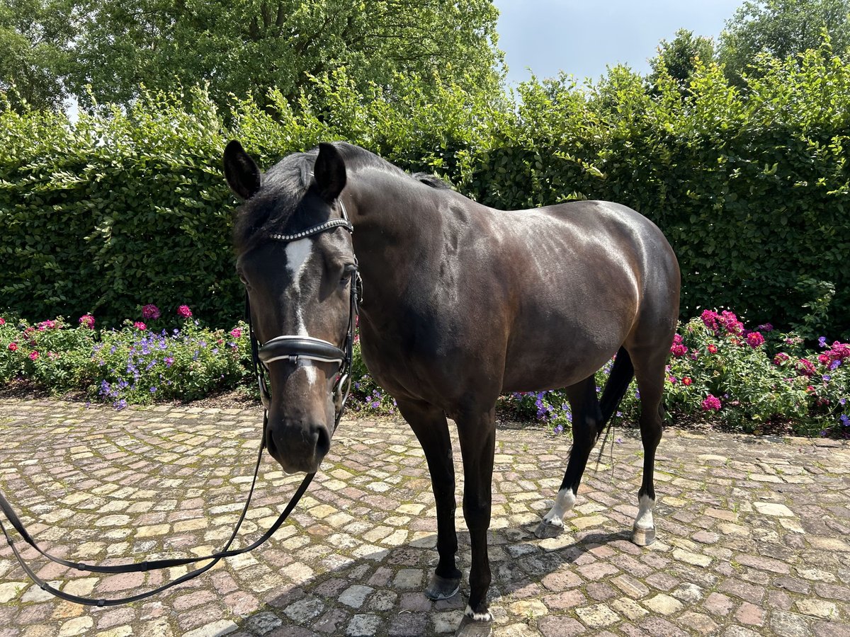 Caballo alemán Yegua 6 años 163 cm Castaño in Glandorf