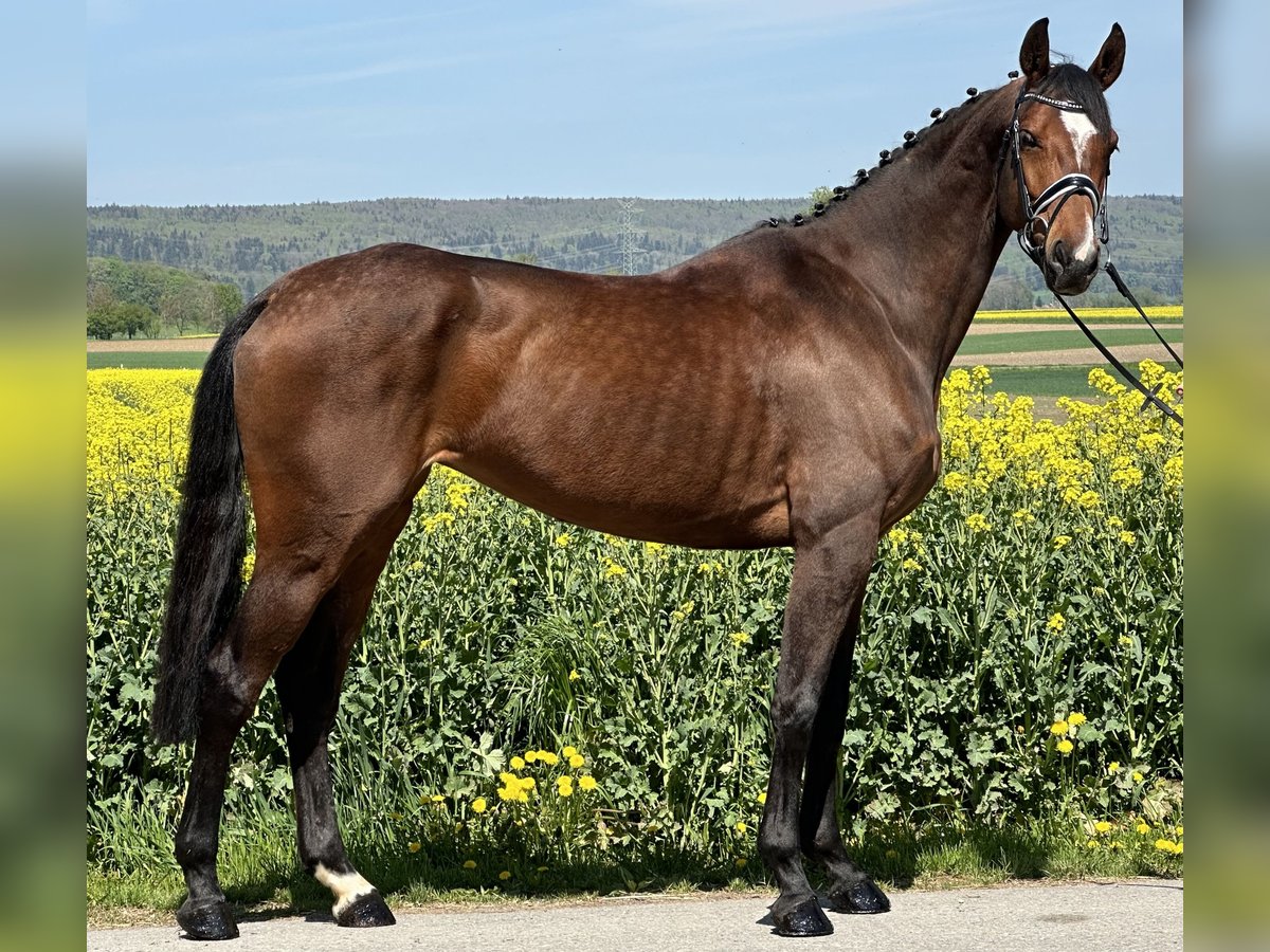 Caballo alemán Yegua 6 años 168 cm Castaño in Riedlingen