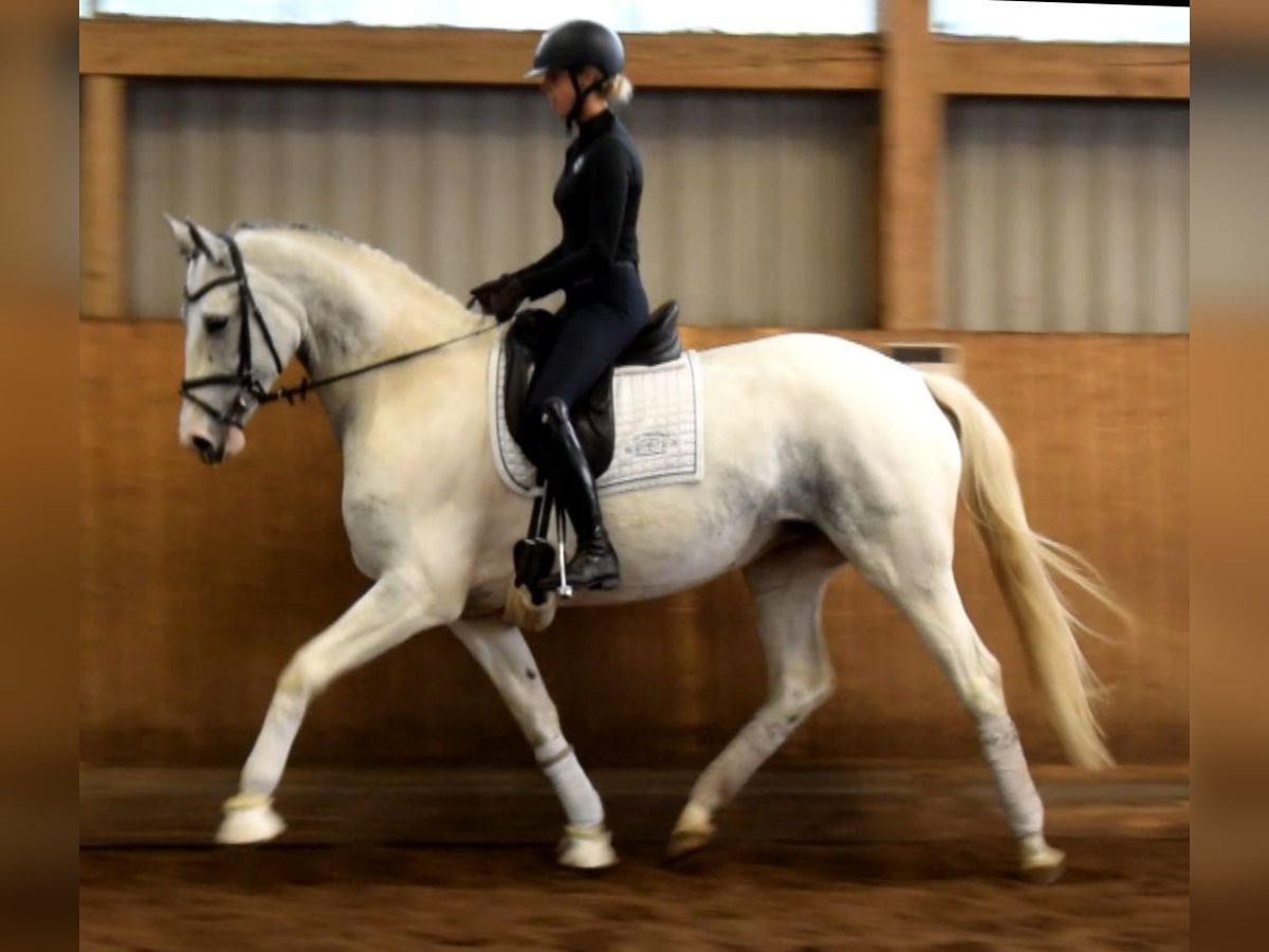 Caballo alemán Yegua 6 años 168 cm Tordo in Fredenbeck