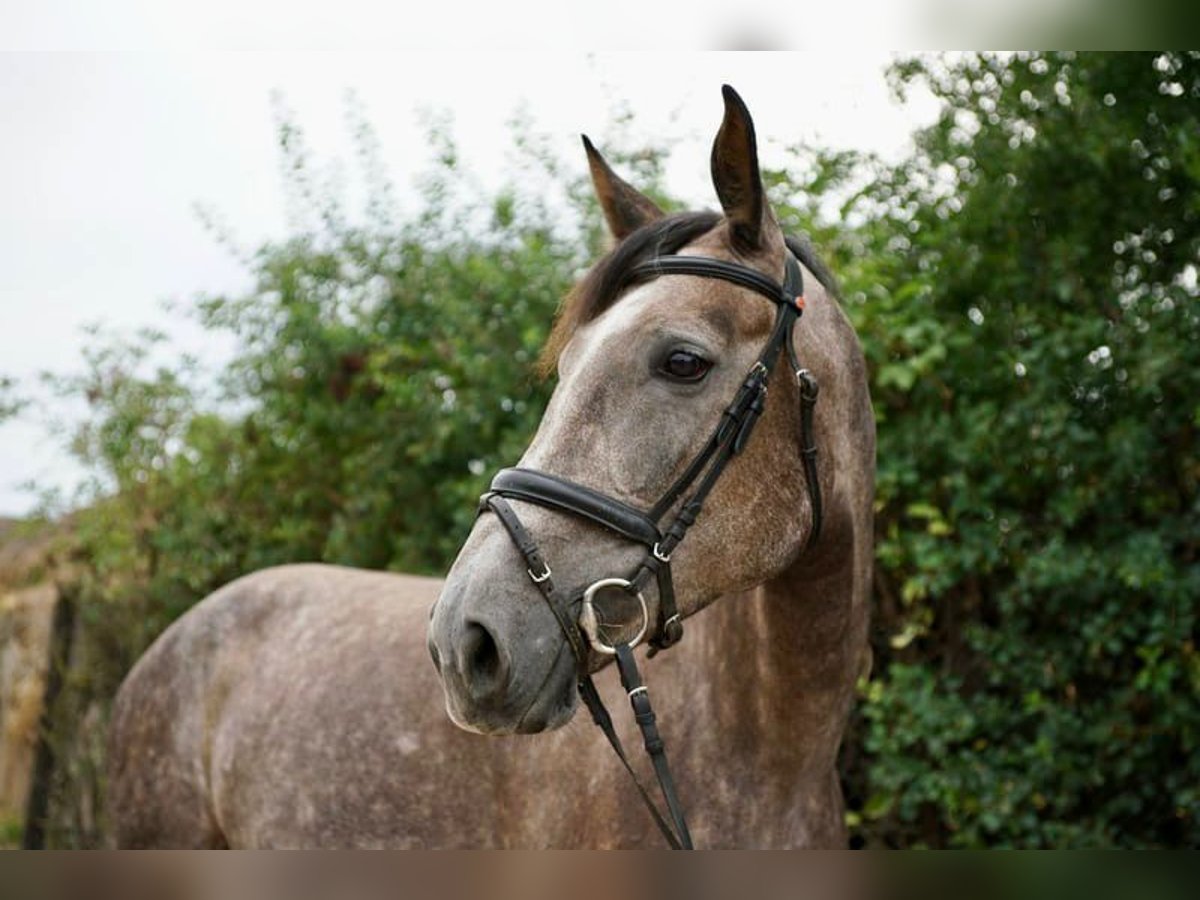 Caballo alemán Yegua 6 años 172 cm Tordo in Büttelborn