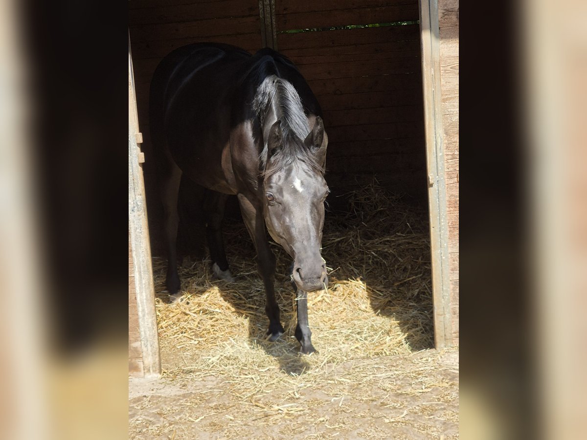 Caballo alemán Yegua 7 años 160 cm Negro in Beratzhausen