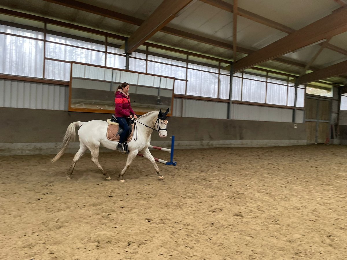 Caballo alemán Mestizo Yegua 7 años 160 cm Tordo in Klein Nordende