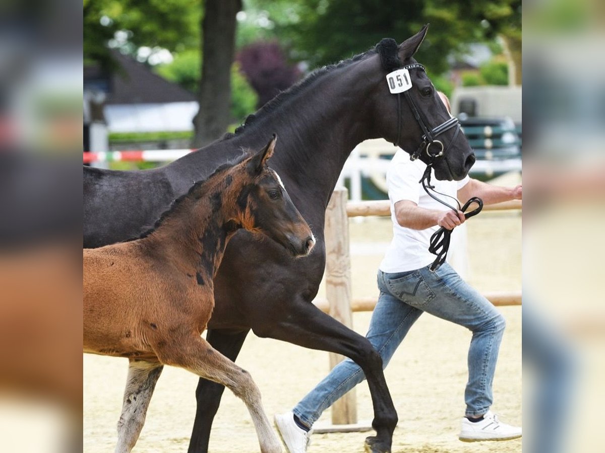 Caballo alemán Yegua 7 años 164 cm Negro in Westerkappeln