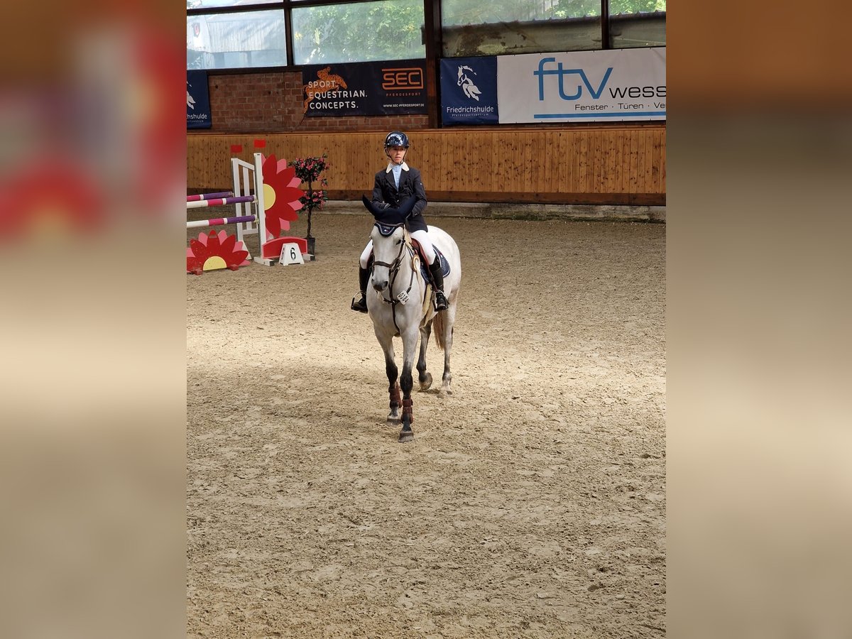 Caballo alemán Yegua 7 años 165 cm Tordo picazo in Norderstedt