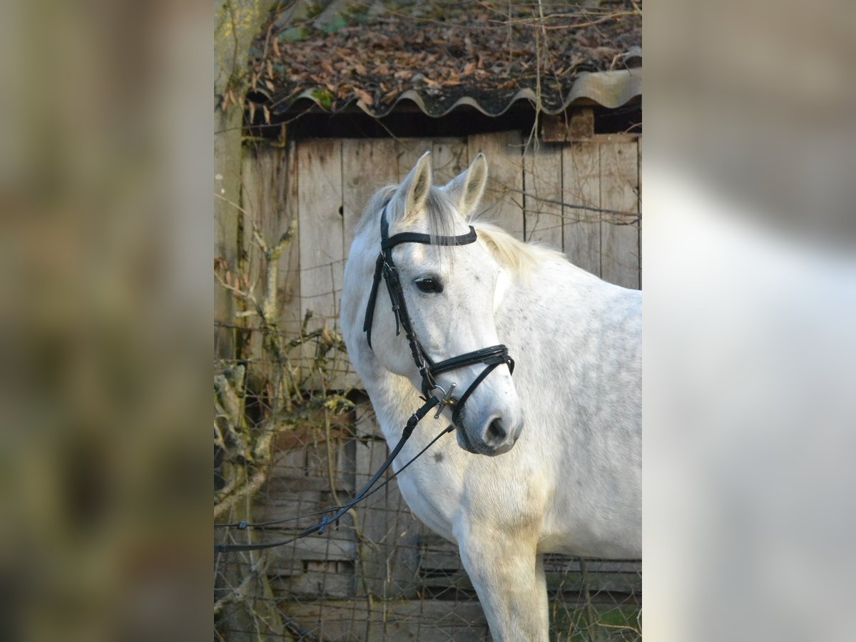 Caballo alemán Yegua 8 años 147 cm Tordo in Würzburg