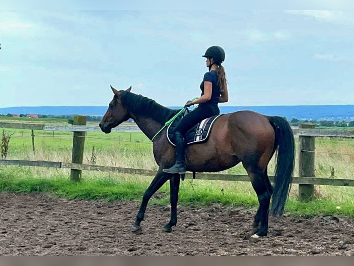 Caballo alemán Yegua 8 años 160 cm Castaño in Hespe