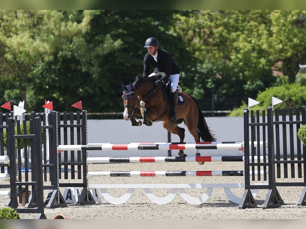 Caballo alemán Yegua 8 años 164 cm Castaño in Schenefeld