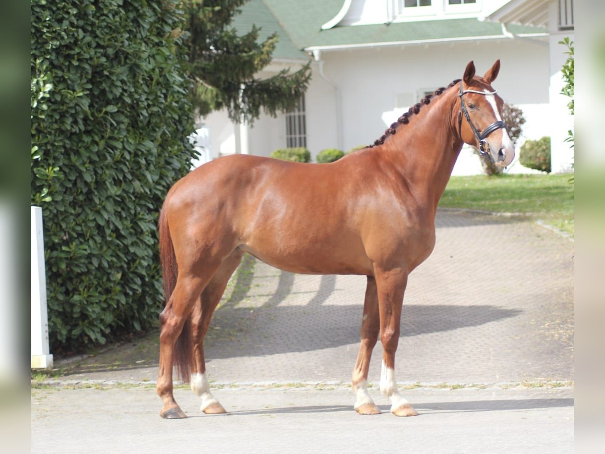 Caballo alemán Yegua 8 años 167 cm Alazán in Aach