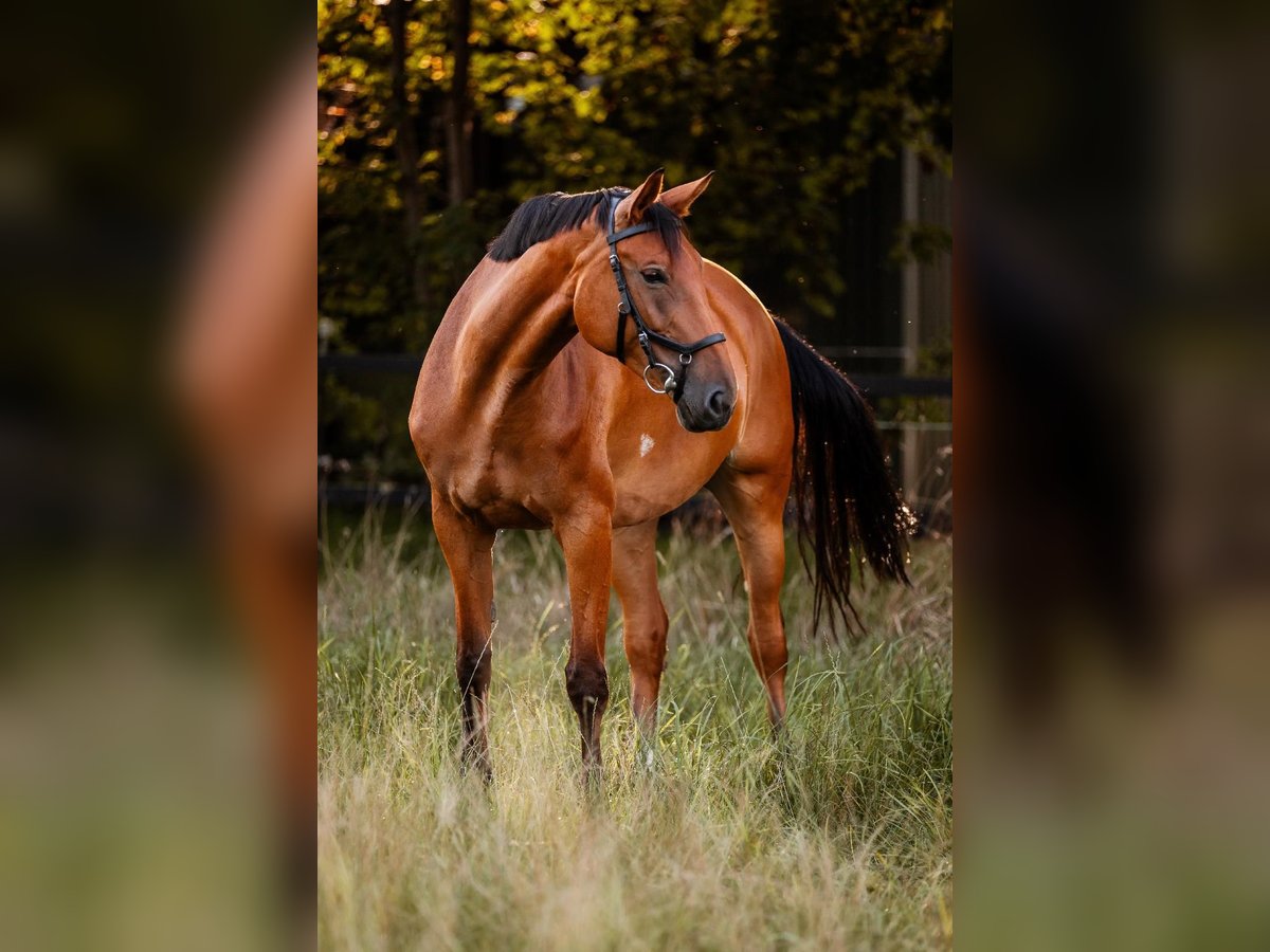 Caballo alemán Yegua 8 años 168 cm Castaño in Düsseldorf