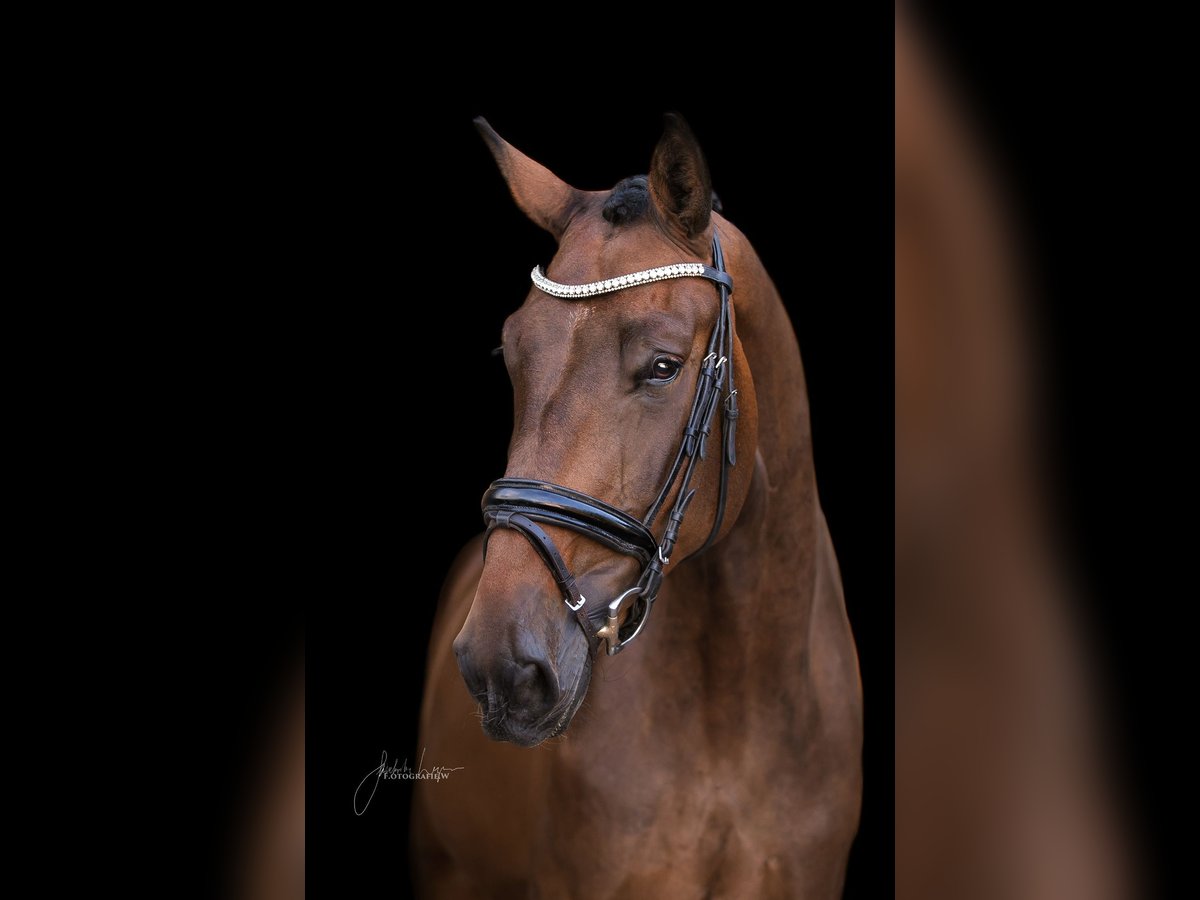 Caballo alemán Yegua 8 años 170 cm Castaño in Dinkelsb&#xFC;hl