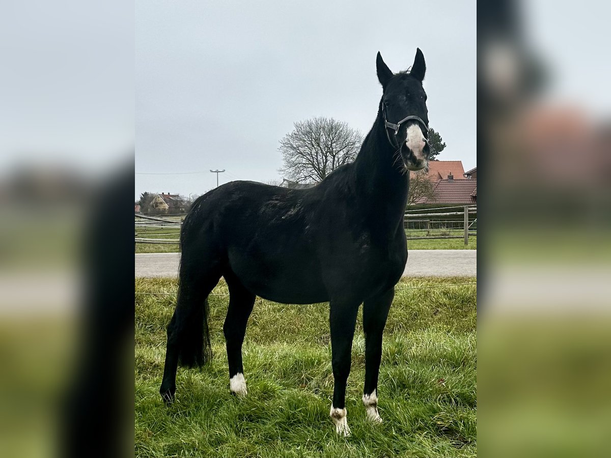 Caballo alemán Yegua 8 años in Gunzenhausen