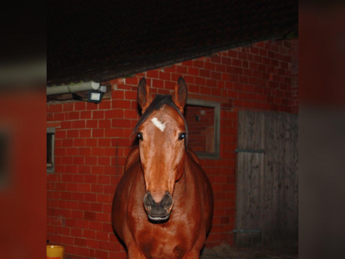 Caballo alemán Yegua 9 años 160 cm Castaño in Sulingen