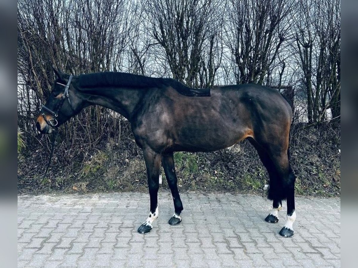 Caballo alemán Yegua 9 años 165 cm Castaño in Osnabr&#xFC;ck