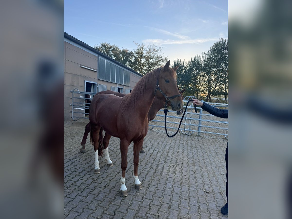 Caballo alemán Yegua 9 años 168 cm Alazán in MainzMainz