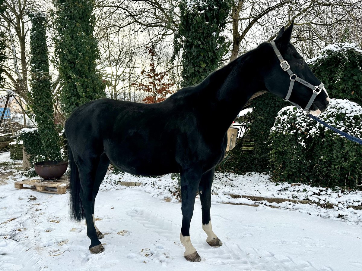 Caballo alemán Yegua 9 años in Gunzenhausen