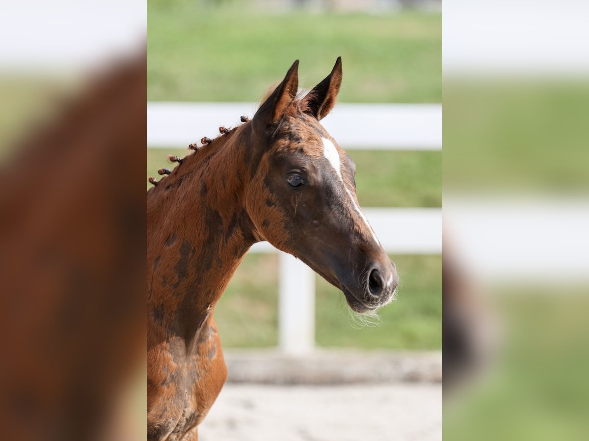 Caballo alemán Yegua Potro (05/2025) Alazán-tostado in M&#xFC;nsingen