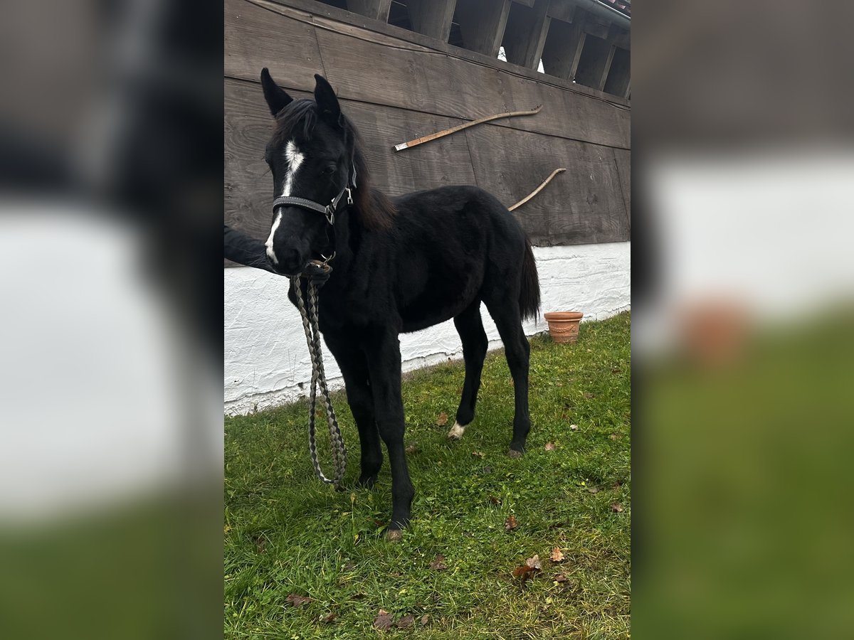 Caballo alemán Yegua  Negro in Gunzenhausen