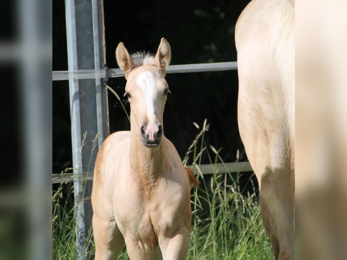 Caballo alemán Yegua Potro (05/2024) Palomino in Heistenbach