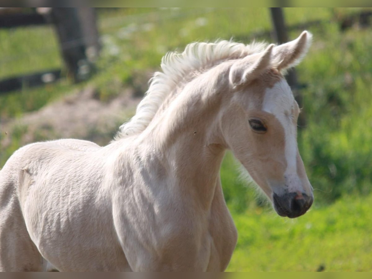 Caballo alemán Yegua  Palomino in Borgdorf-Seedorf