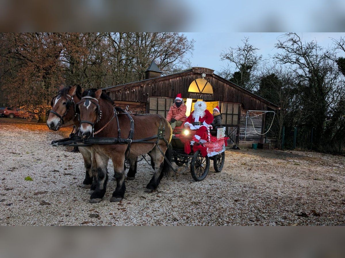 Caballo ardenes Caballo castrado 4 años 160 cm Castaño oscuro in Saint-Martin-d&#39;Auxigny