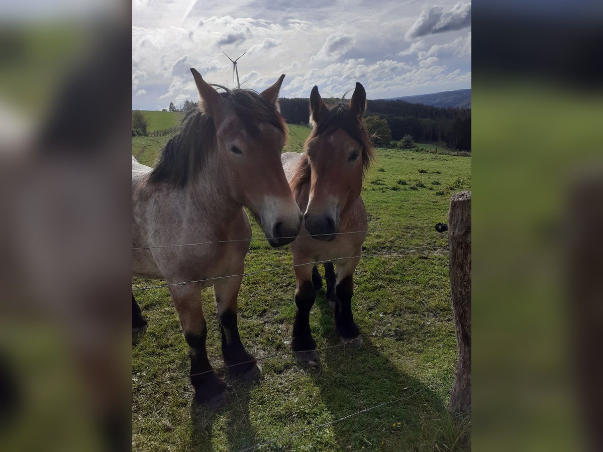 Caballo ardenes Semental 2 años Musgo marrón in Dahl