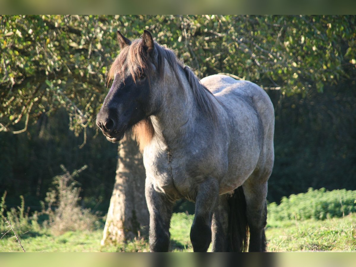 Caballo ardenes Semental 3 años 165 cm Porcelana in Gentingen