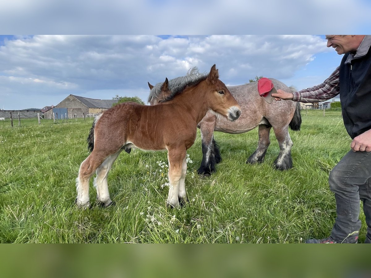 Caballo ardenes Semental Potro (01/2025) in KUBORN