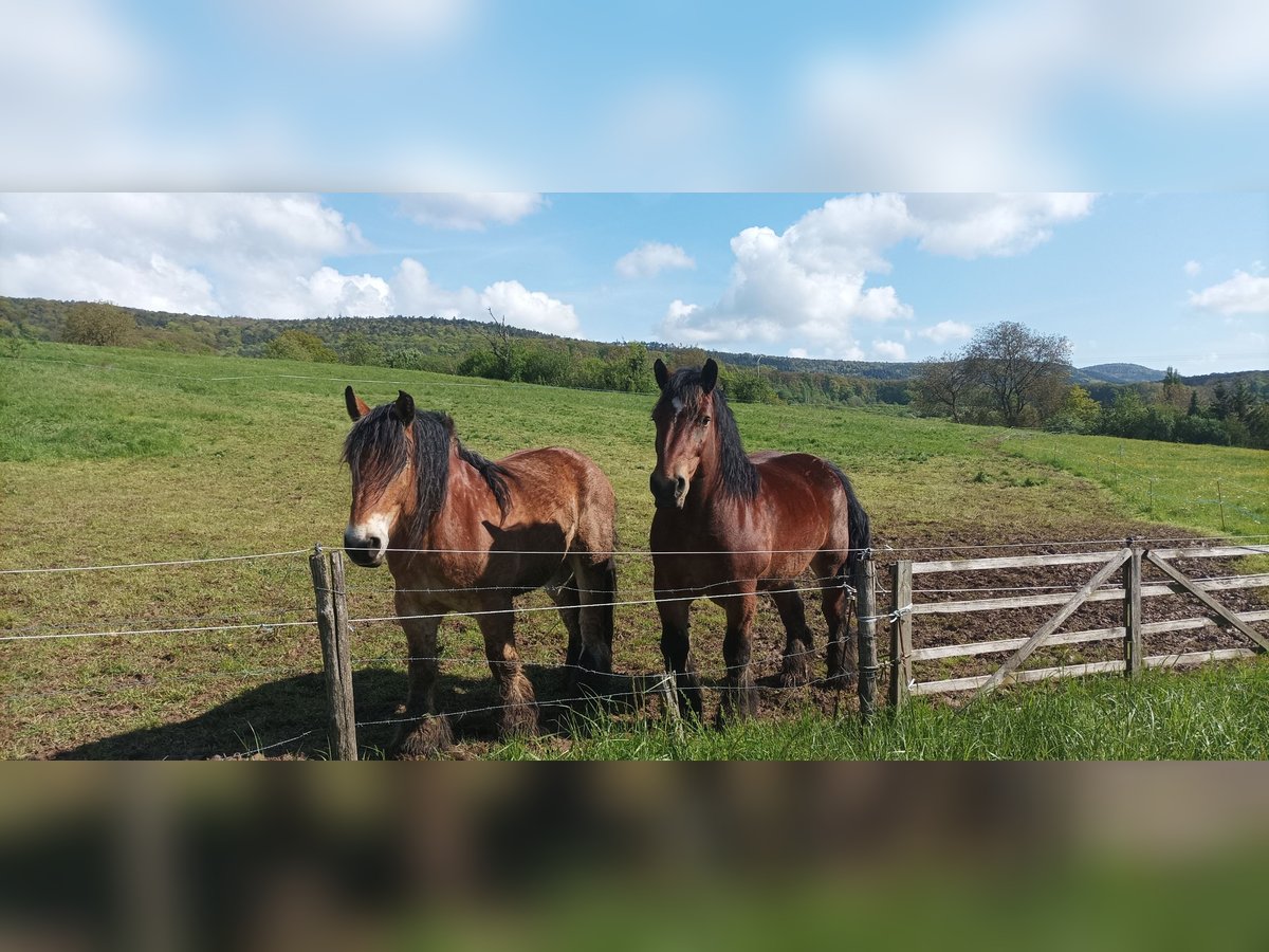 Caballo ardenes Yegua 15 años Castaño in Betschdorf