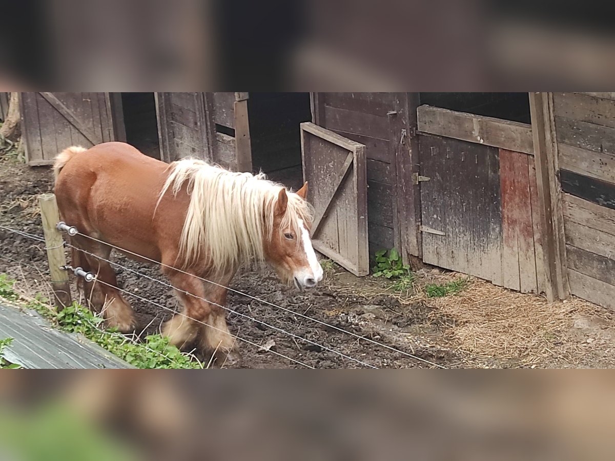 Caballo ardenes Yegua 17 años Alazán in st leonard