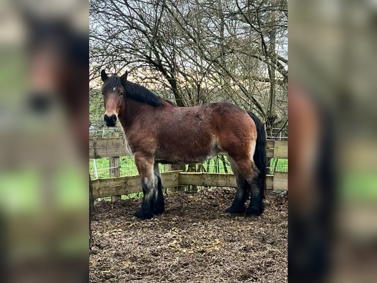 Caballo ardenes Yegua 8 años 165 cm Castaño oscuro in Wilwerdange