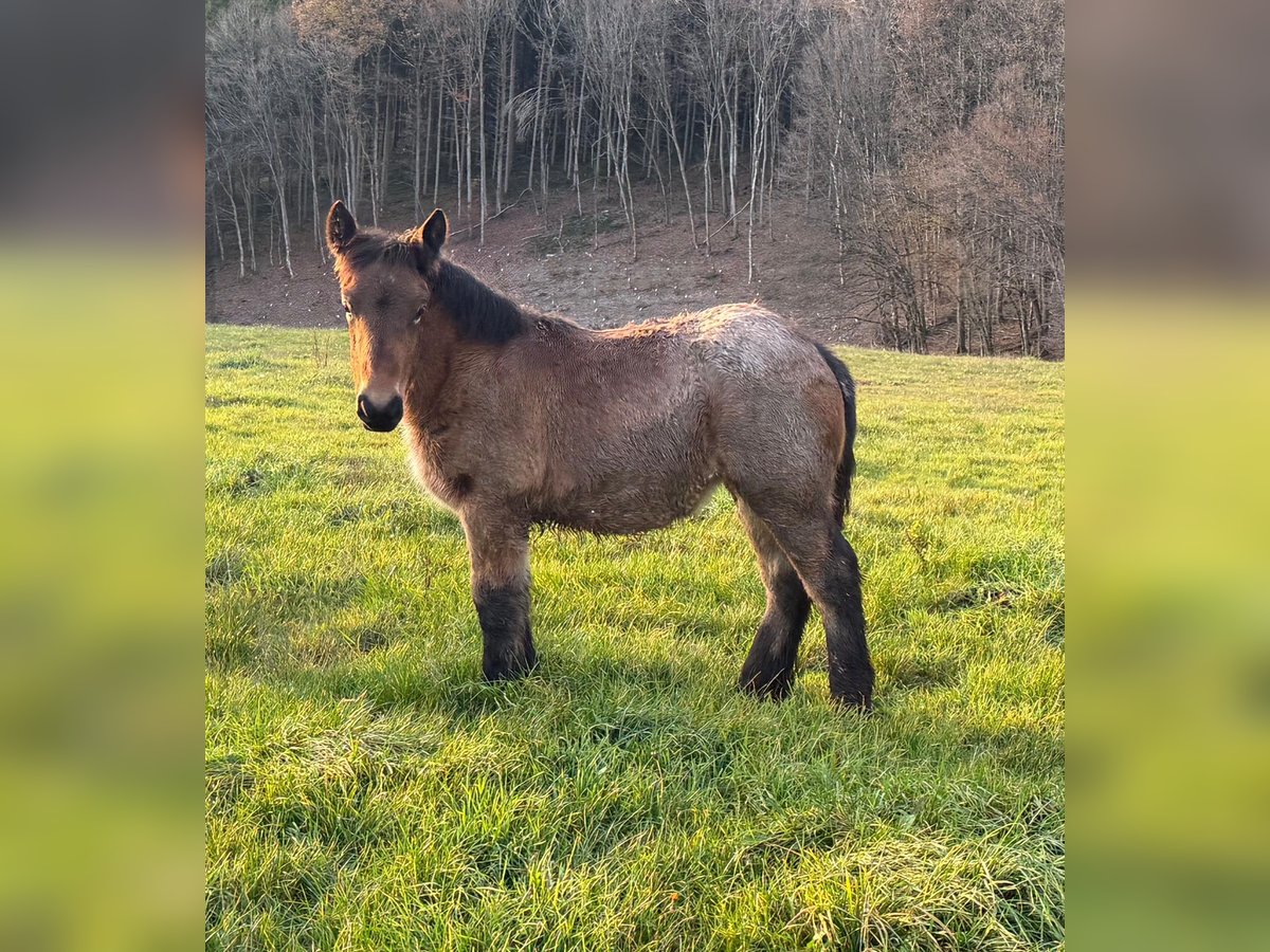 Caballo ardenes Yegua Potro (05/2025) 157 cm Musgo marrón in Daleiden