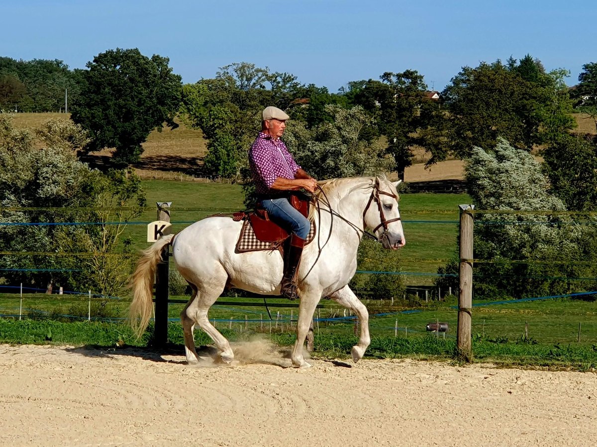 Caballo camargués Caballo castrado 12 años 142 cm Tordo in Saint-Jean-sur-Reyssouze