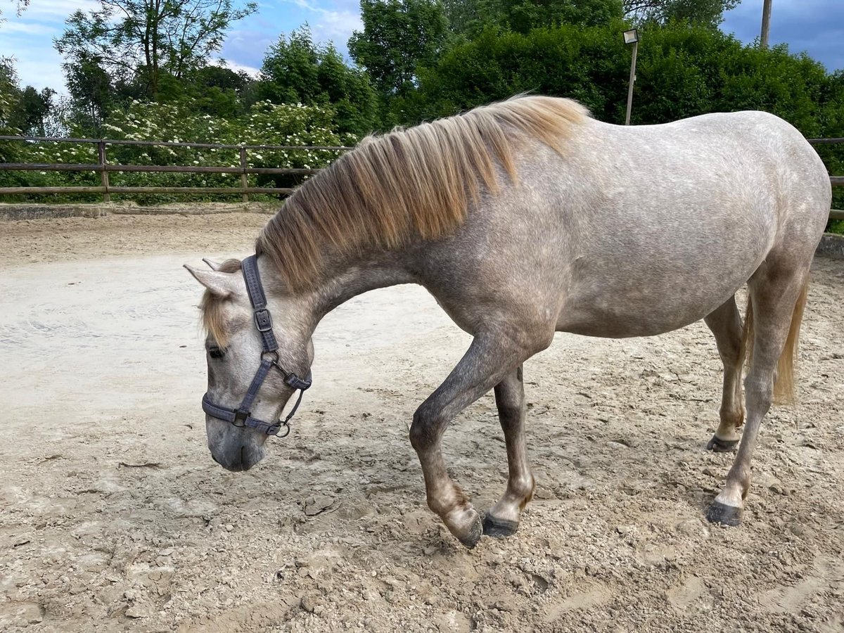 Caballo camargués Caballo castrado 2 años 150 cm Tordo in Ratingen