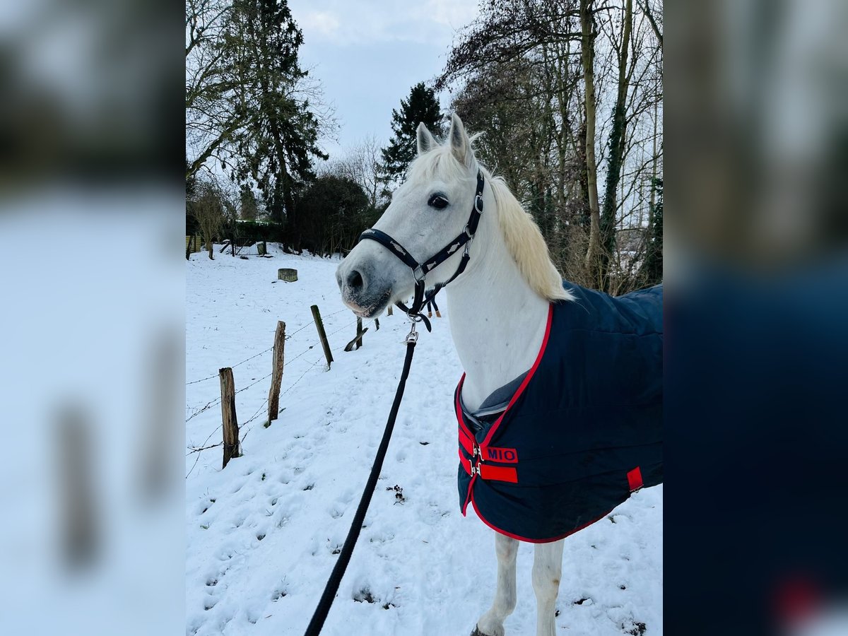 Caballo camargués Caballo castrado 9 años 146 cm White/Blanco in Poucet