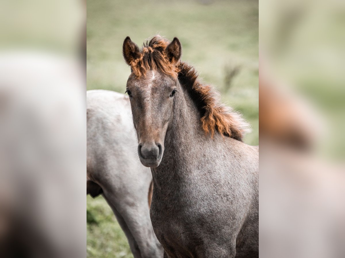 Caballo camargués Semental 1 año Tordo in Bad Essen