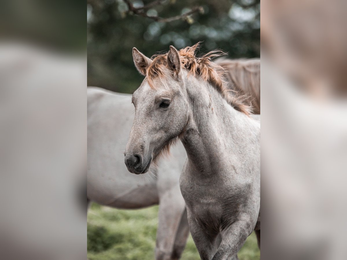 Caballo camargués Semental  in Bad Essen